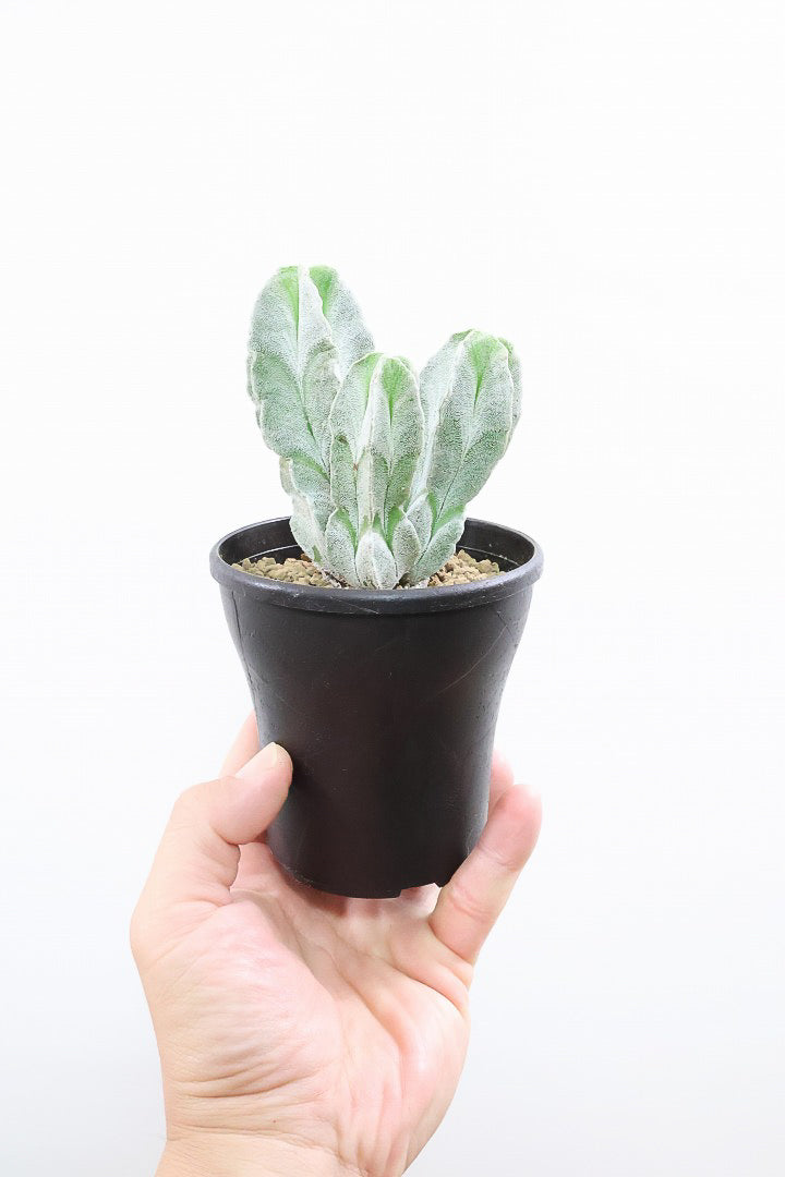 【サボテン チューレンセ】爽やか!の一言に尽きる美しい葉色。足元で枝分かれしているカッコいい樹形です!