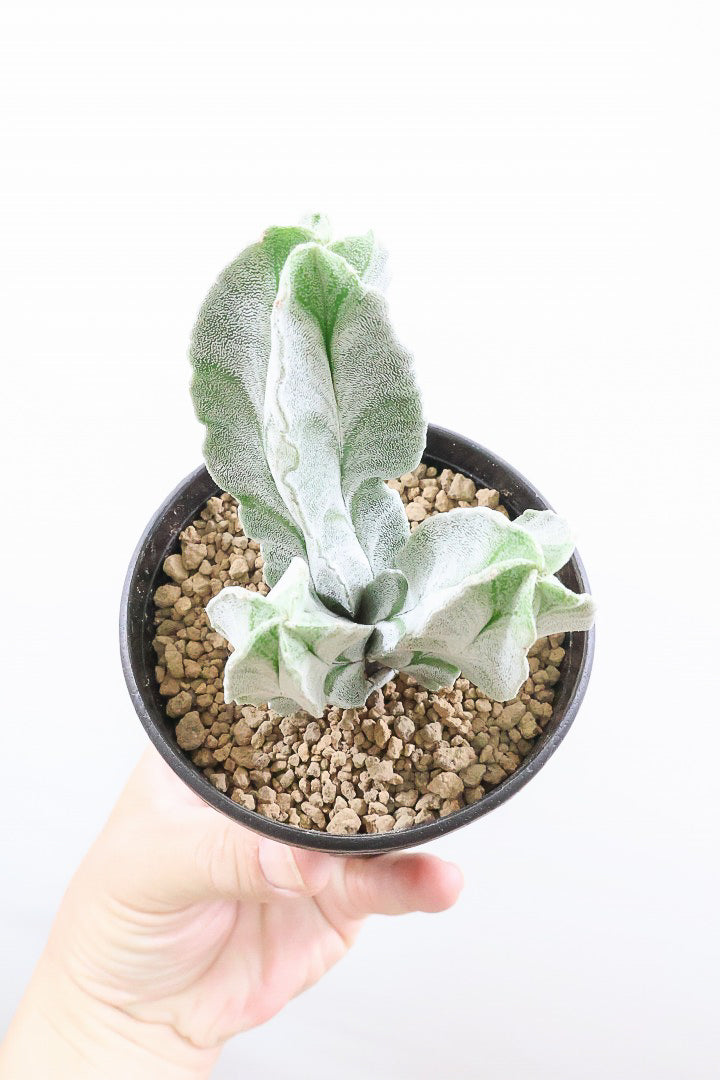 【サボテン チューレンセ】爽やか!の一言に尽きる美しい葉色。足元で枝分かれしているカッコいい樹形です!