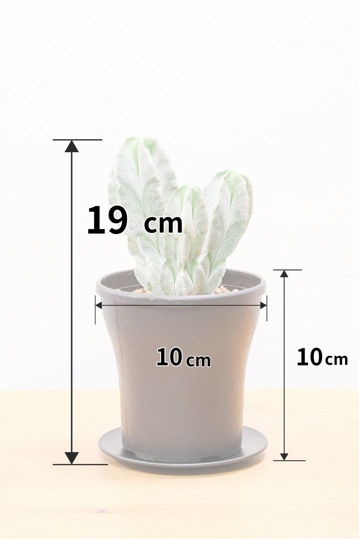 【サボテン チューレンセ】爽やか!の一言に尽きる美しい葉色。足元で枝分かれしているカッコいい樹形です!