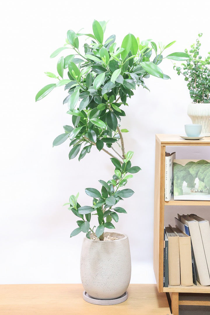 【ファグラエア】温暖な鹿児島県でしっかりと育てられました!個性的な幹も魅力的な人気の観葉植物です! ボリュームもあります!