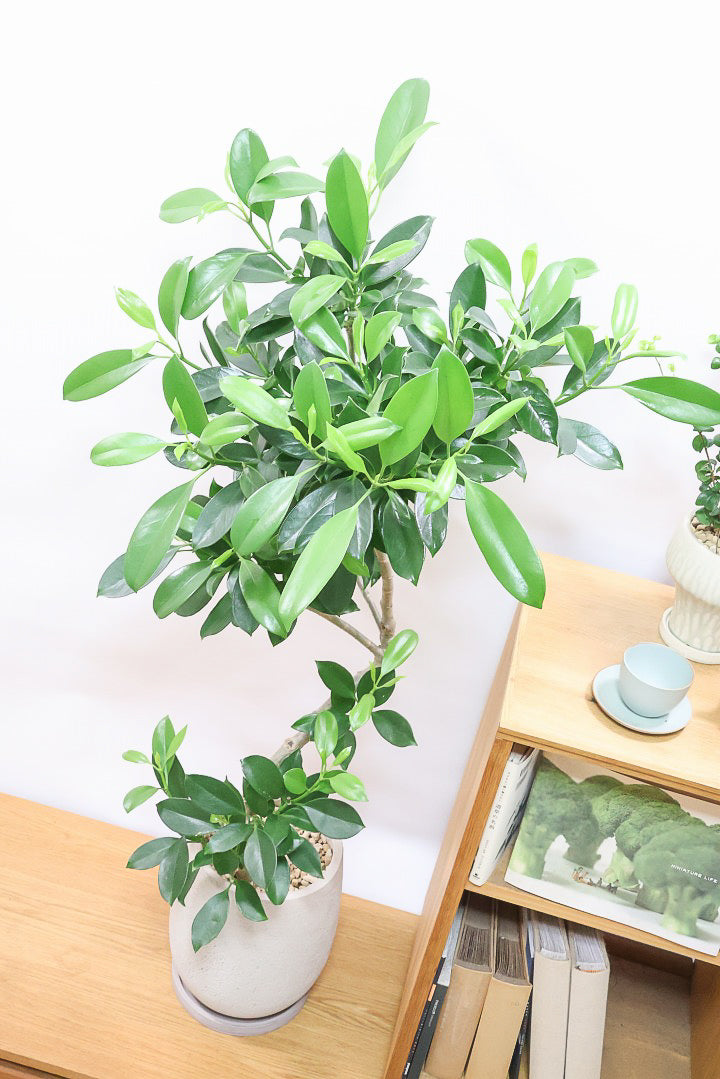 【ファグラエア】温暖な鹿児島県でしっかりと育てられました!個性的な幹も魅力的な人気の観葉植物です! ボリュームもあります!