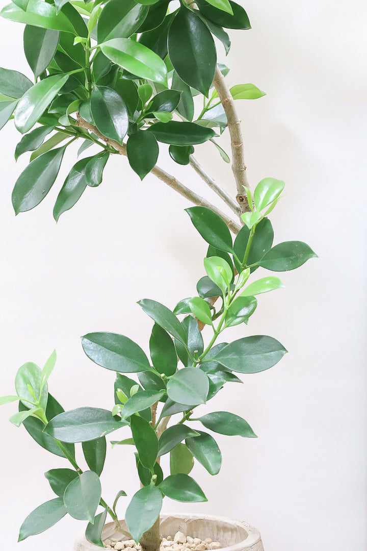 【ファグラエア】温暖な鹿児島県でしっかりと育てられました!個性的な幹も魅力的な人気の観葉植物です! ボリュームもあります!