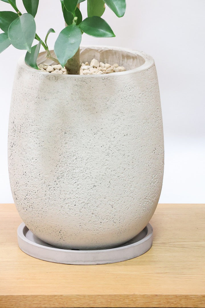 【ファグラエア】温暖な鹿児島県でしっかりと育てられました!個性的な幹も魅力的な人気の観葉植物です! ボリュームもあります!