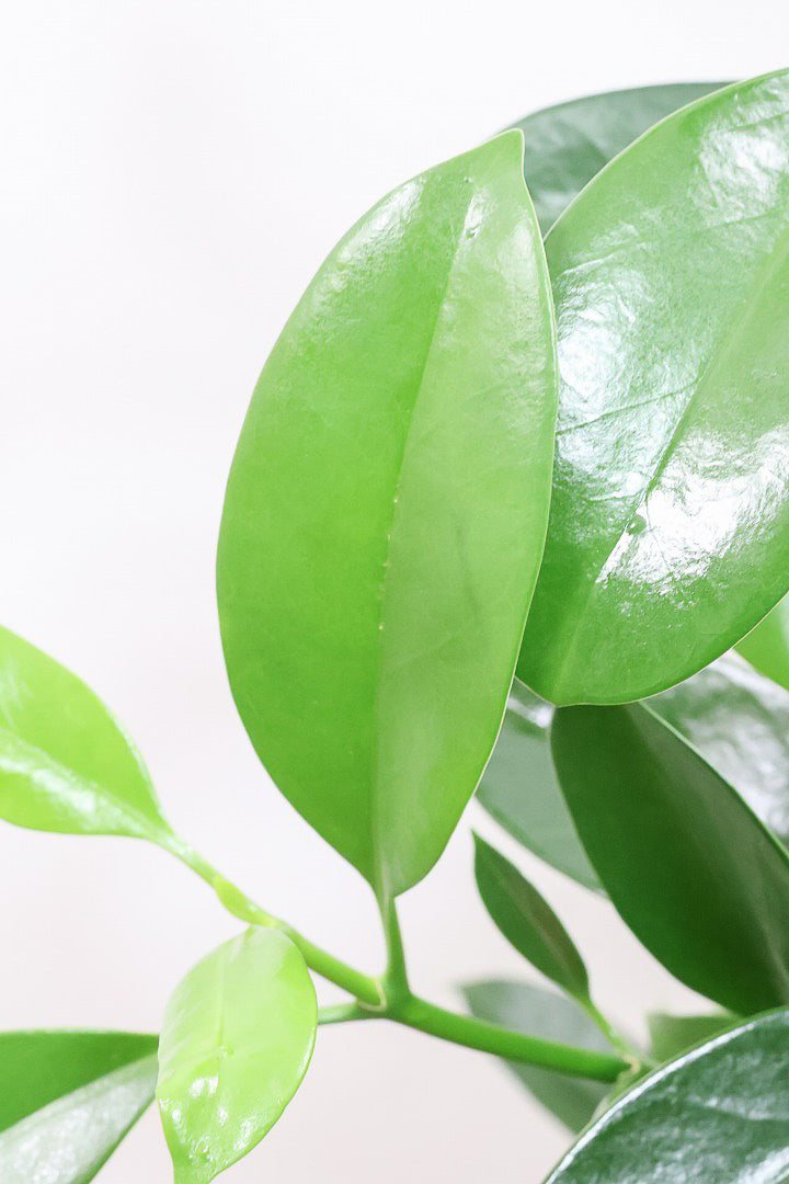 【ファグラエア】温暖な鹿児島県でしっかりと育てられました!個性的な幹も魅力的な人気の観葉植物です! ボリュームもあります!