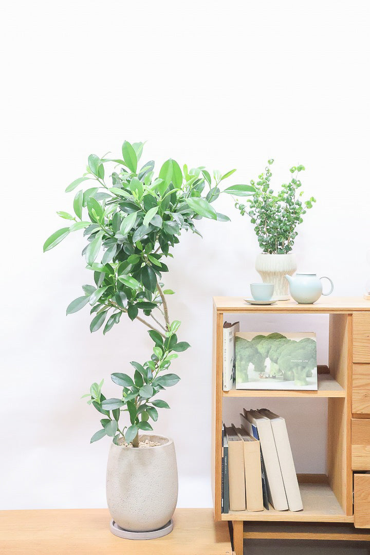 【ファグラエア】温暖な鹿児島県でしっかりと育てられました!個性的な幹も魅力的な人気の観葉植物です! ボリュームもあります!