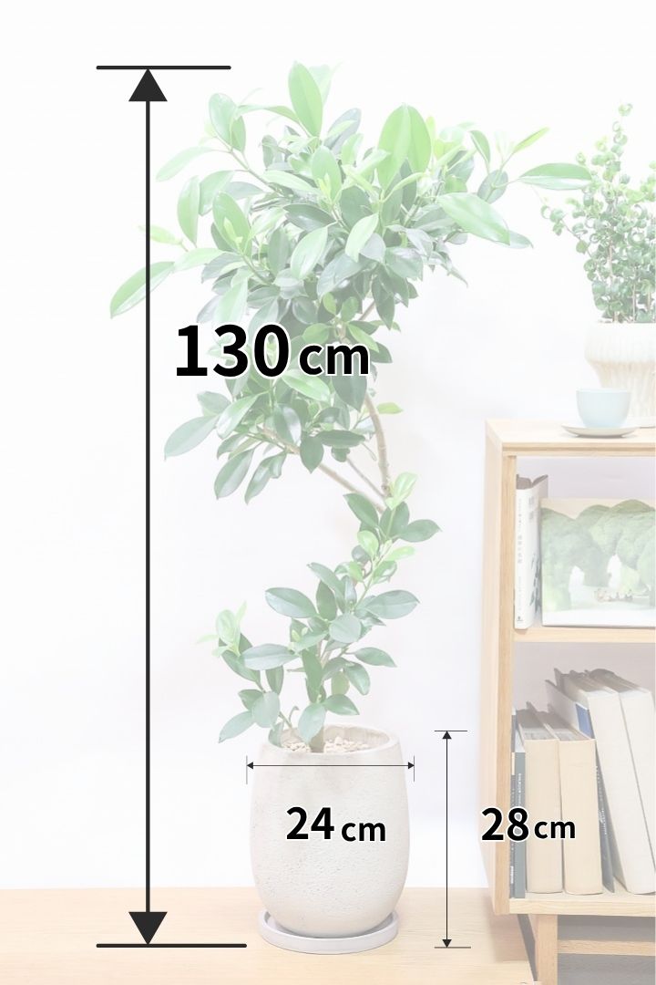【ファグラエア】温暖な鹿児島県でしっかりと育てられました!個性的な幹も魅力的な人気の観葉植物です! ボリュームもあります!
