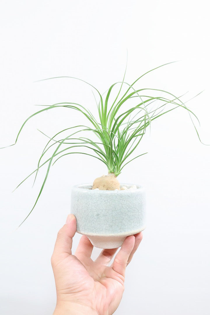 【ノリナ】おチビサイズ!ちょっと横向き!だけど幹はまん丸でかわいい!葉の展開も多いのでおススメですよ!