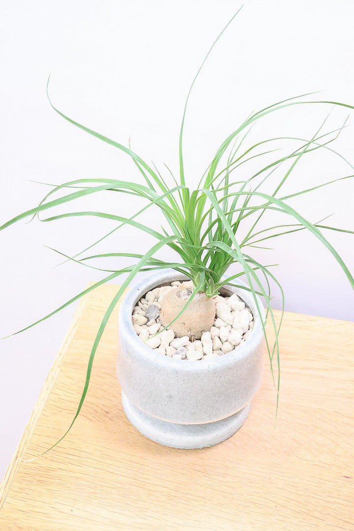 【ノリナ】おチビサイズ!ちょっと横向き!だけど幹はまん丸でかわいい!葉の展開も多いのでおススメですよ!