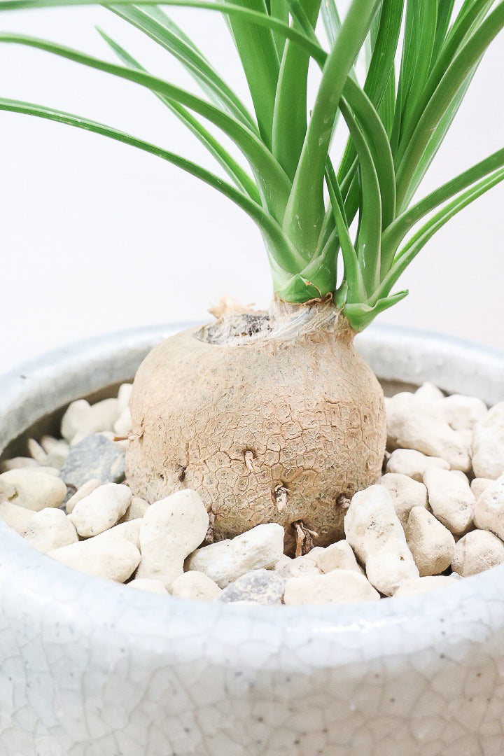 【ノリナ】おチビサイズ!ちょっと横向き!だけど幹はまん丸でかわいい!葉の展開も多いのでおススメですよ!