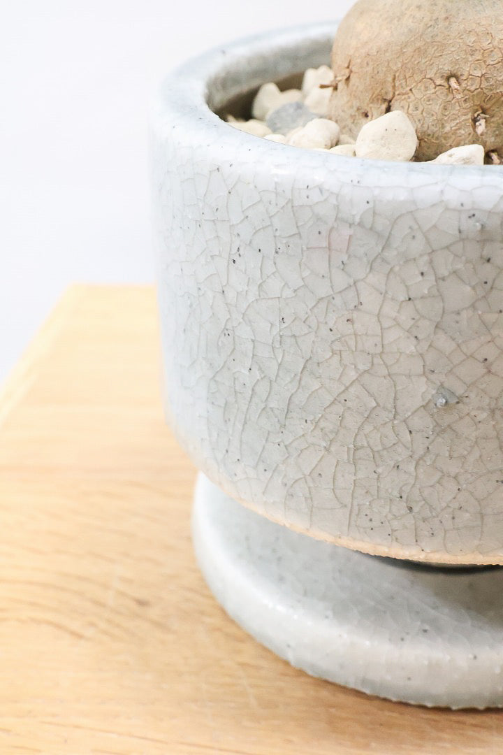 【ノリナ】おチビサイズ!ちょっと横向き!だけど幹はまん丸でかわいい!葉の展開も多いのでおススメですよ!