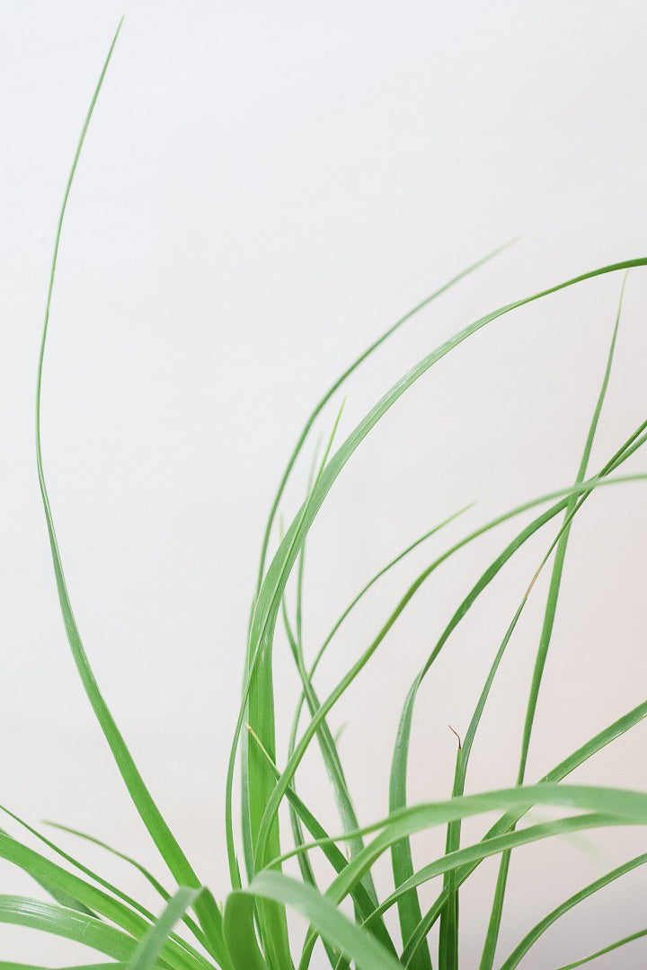 【ノリナ】おチビサイズ!ちょっと横向き!だけど幹はまん丸でかわいい!葉の展開も多いのでおススメですよ!