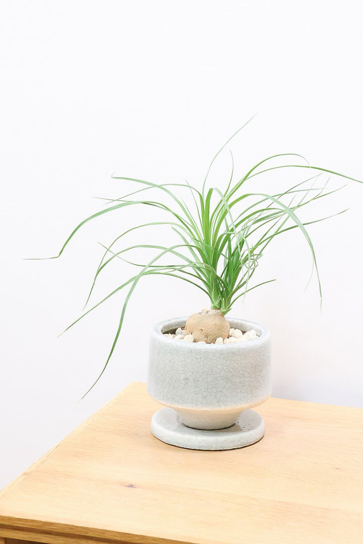 【ノリナ】おチビサイズ!ちょっと横向き!だけど幹はまん丸でかわいい!葉の展開も多いのでおススメですよ!