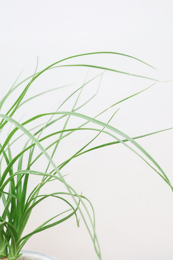 【ノリナ】おチビサイズ!ちょっと横向き!だけど幹はまん丸でかわいい!葉の展開も多いのでおススメですよ!