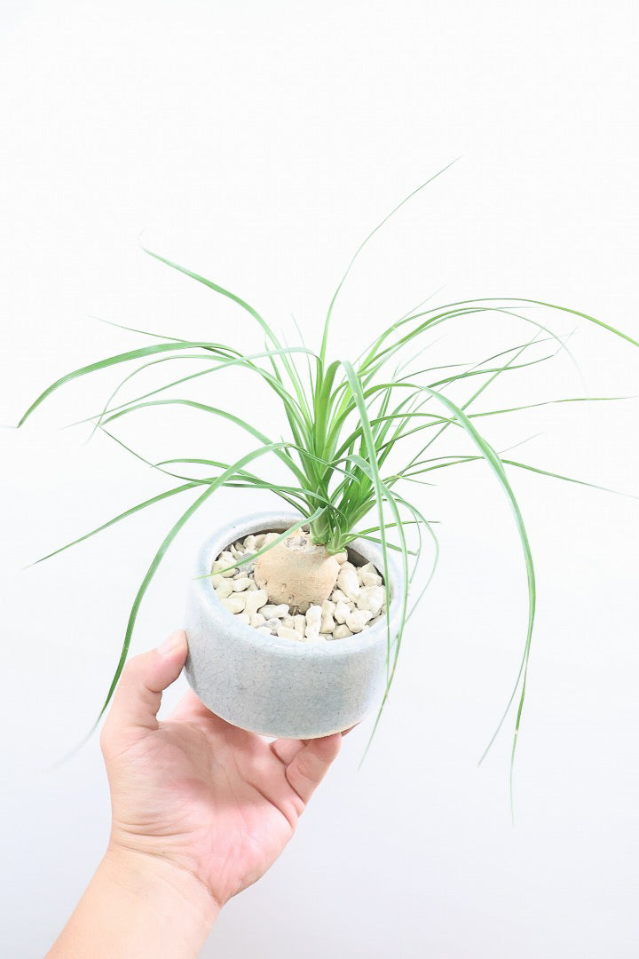 【ノリナ】おチビサイズ!ちょっと横向き!だけど幹はまん丸でかわいい!葉の展開も多いのでおススメですよ!