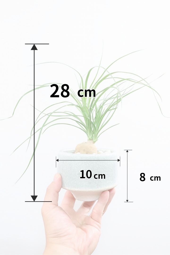 【ノリナ】おチビサイズ!ちょっと横向き!だけど幹はまん丸でかわいい!葉の展開も多いのでおススメですよ!