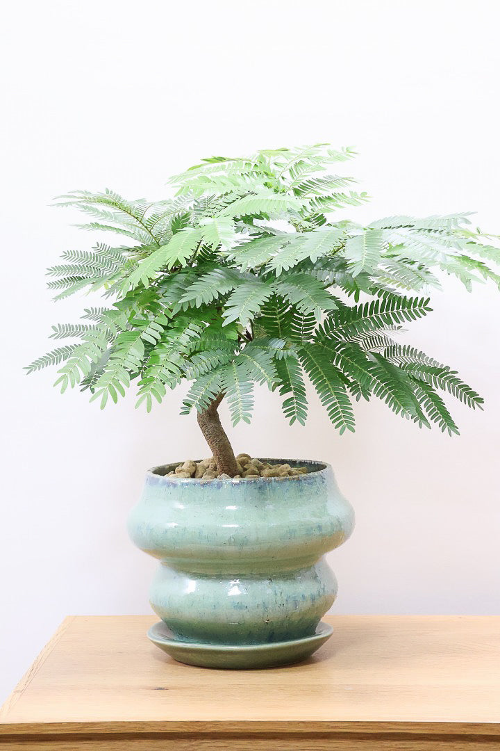エバーフレッシュGR60134| 観葉植物の通信販売 | APEGO(アペーゴ)