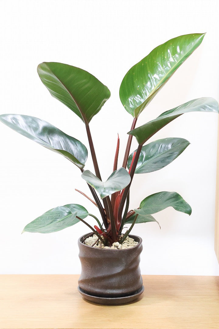 フィロデンドロン ロジョコンゴPK60145| 観葉植物の通信販売 | APEGO