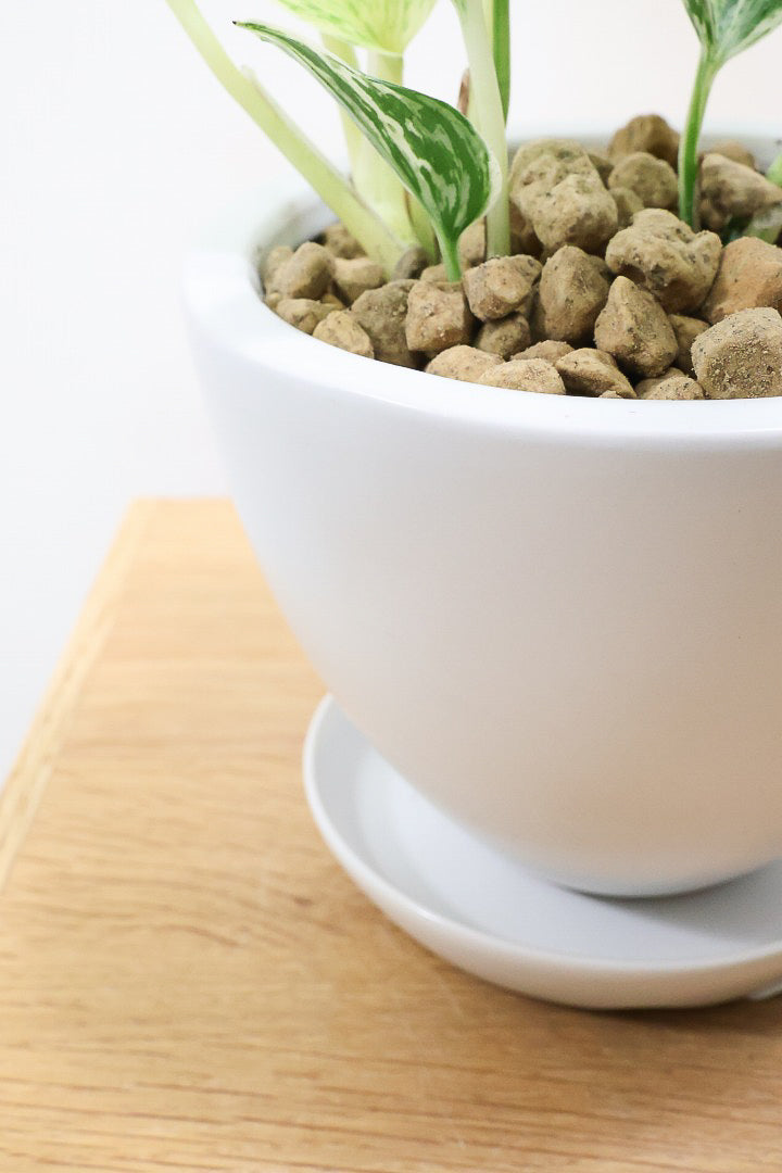 【ポトス マーブルクイーン】古くから愛されている人気種。葉模様の美しさに人気なのが納得です!