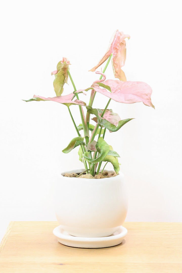 【写真　右上】ネオングリーン、ネオンピンク シンゴニウム ネオンW60154| 観葉植物の通信販売 | APEGO(アペーゴ)