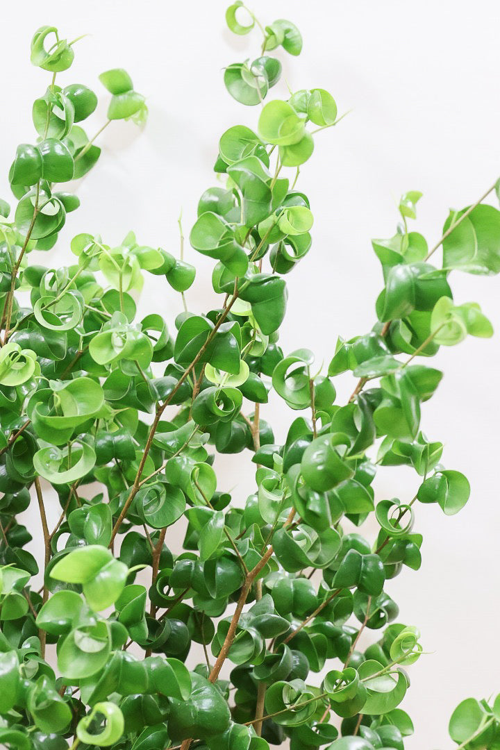 【ベンジャミン バロック】BIGサイズ!愛知県のベンジャミン作りの名人による逸品です!おすすめです!