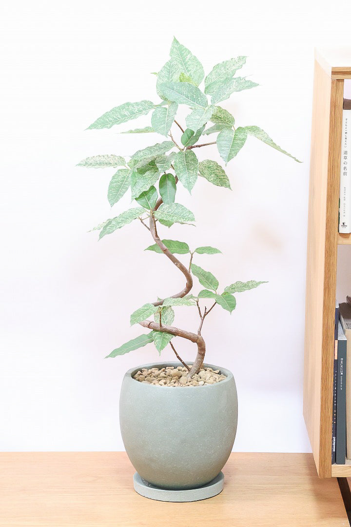 フィカス スノーストームGR60177| 観葉植物の通信販売 | APEGO