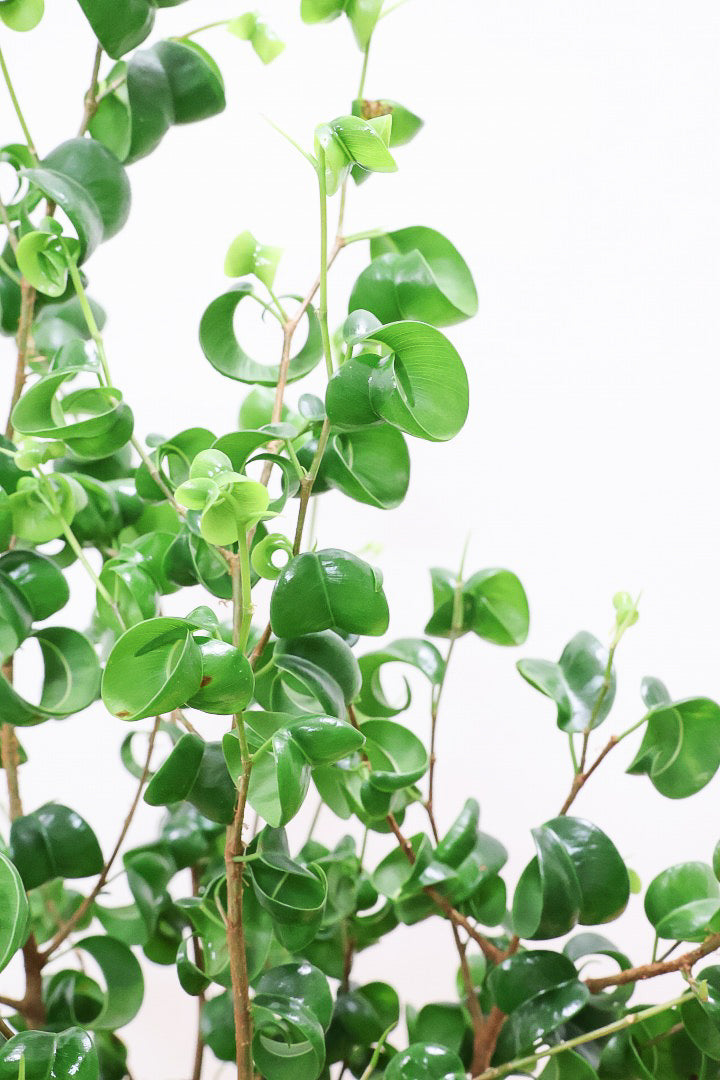 【ベンジャミン バロック】人気の木製POT。ボリュームがありますので存在感は保証しますよ!