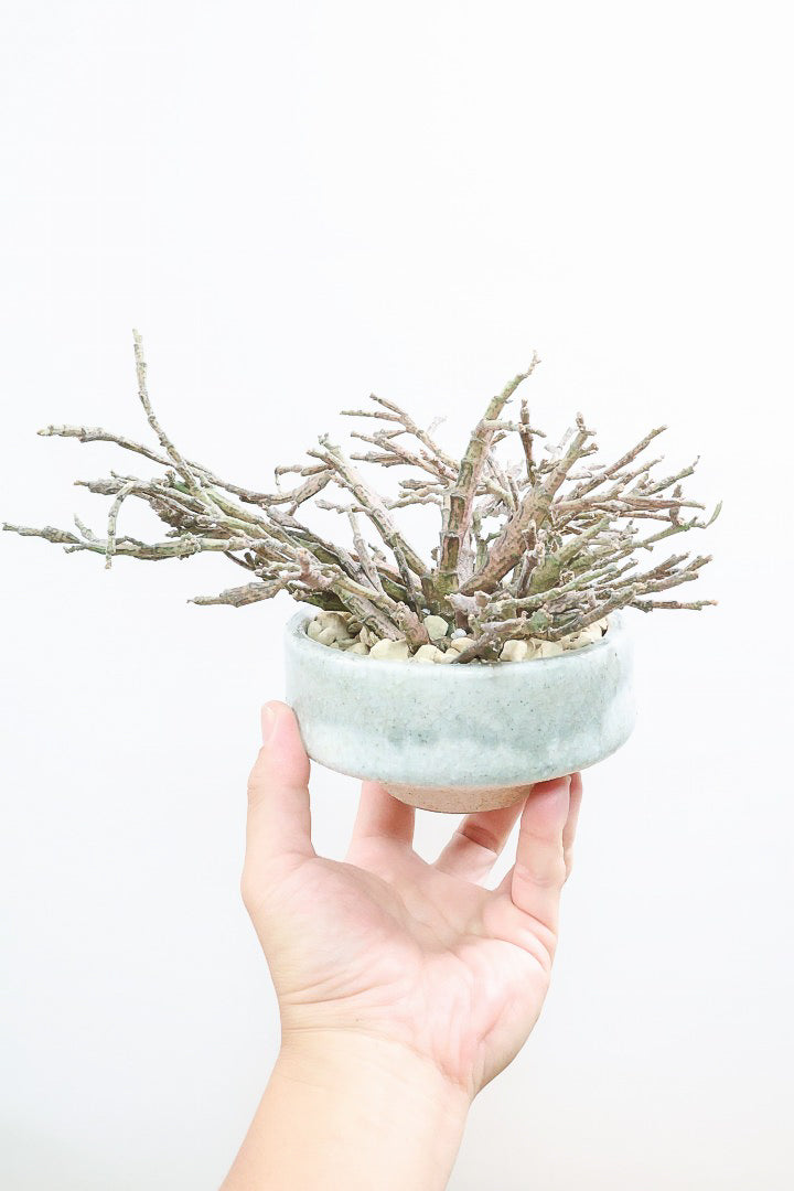 【ユーフォルビア プラティクラーダ】通称ゾンビプランツ!個性的なフォルムの多肉植物!今回はミニサイズでの入荷です!