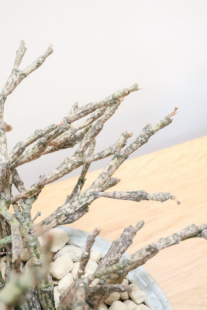 【ユーフォルビア プラティクラーダ】通称ゾンビプランツ!個性的なフォルムの多肉植物!今回はミニサイズでの入荷です!