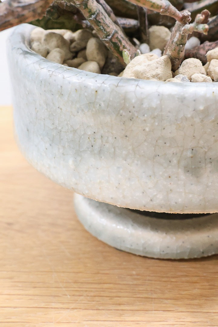 【ユーフォルビア プラティクラーダ】通称ゾンビプランツ!個性的なフォルムの多肉植物!今回はミニサイズでの入荷です!