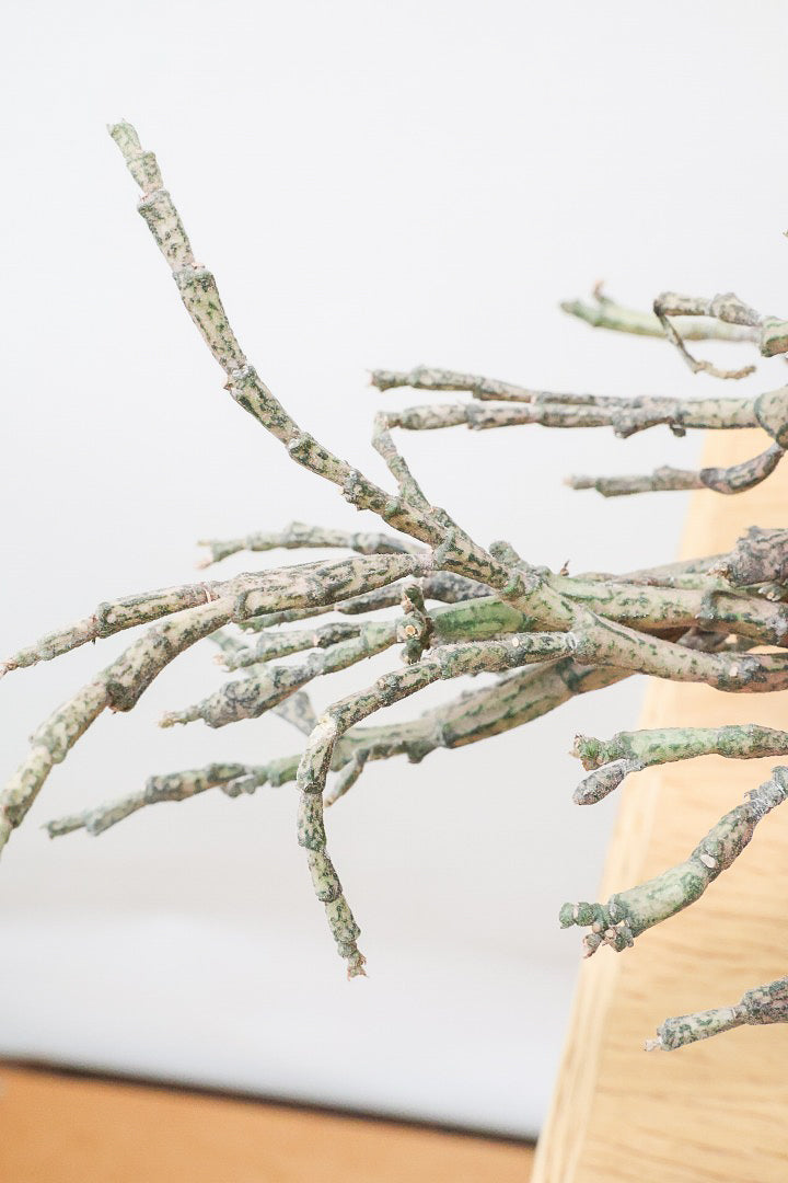 【ユーフォルビア プラティクラーダ】通称ゾンビプランツ!個性的なフォルムの多肉植物!今回はミニサイズでの入荷です!