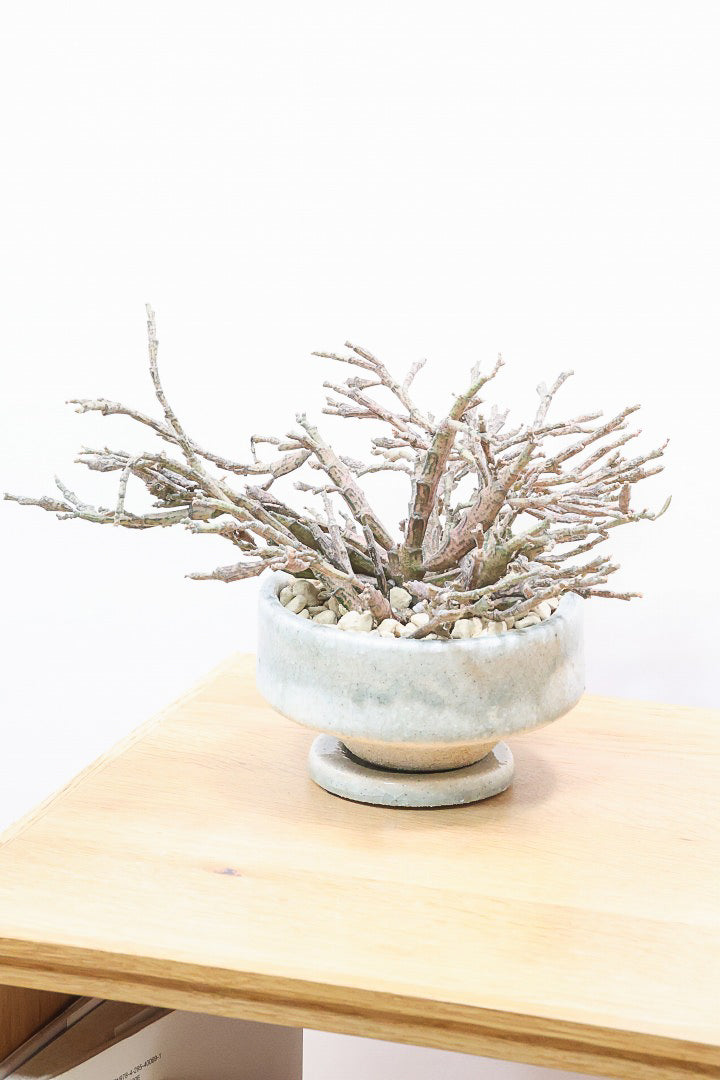 【ユーフォルビア プラティクラーダ】通称ゾンビプランツ!個性的なフォルムの多肉植物!今回はミニサイズでの入荷です!