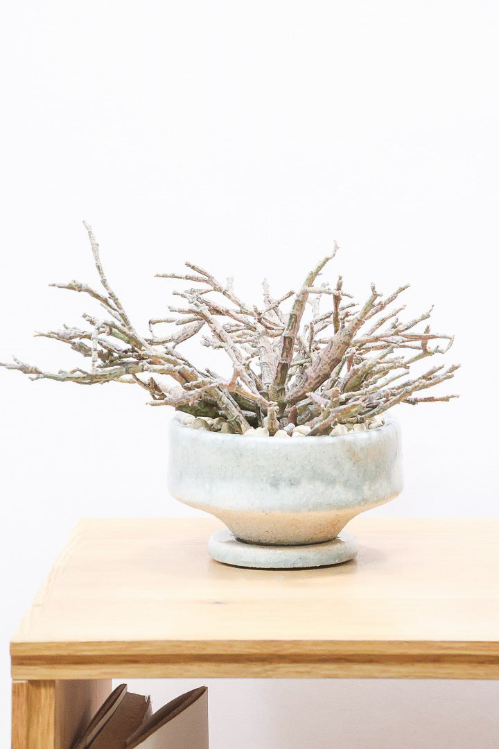 【ユーフォルビア プラティクラーダ】通称ゾンビプランツ!個性的なフォルムの多肉植物!今回はミニサイズでの入荷です!