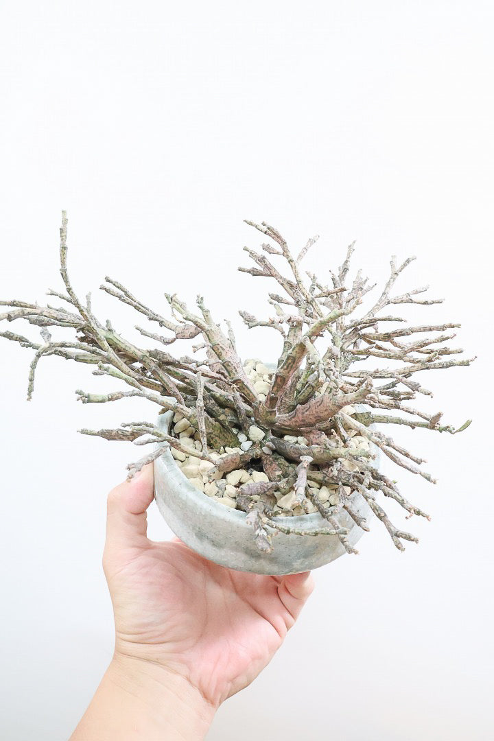 【ユーフォルビア プラティクラーダ】通称ゾンビプランツ!個性的なフォルムの多肉植物!今回はミニサイズでの入荷です!