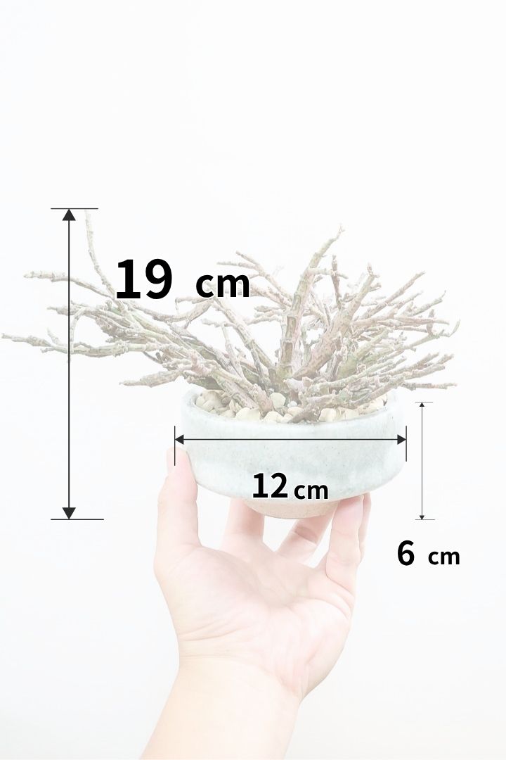 【ユーフォルビア プラティクラーダ】通称ゾンビプランツ!個性的なフォルムの多肉植物!今回はミニサイズでの入荷です!