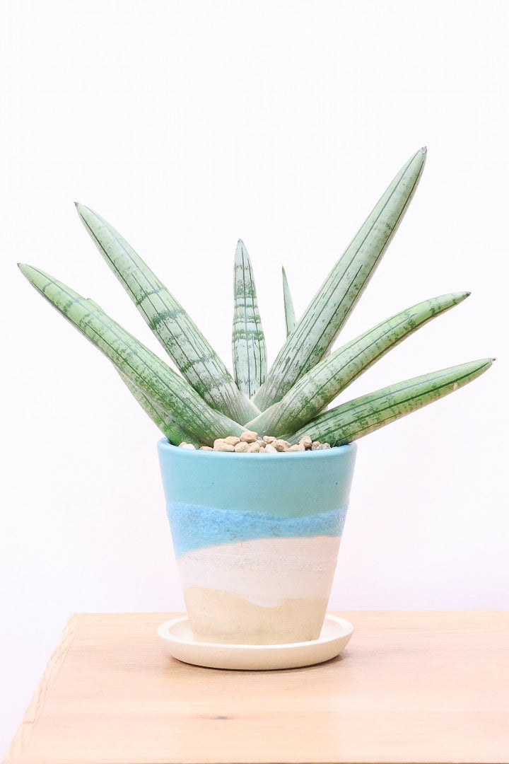 激レア サンスベリア mecufi mozambique sansevieria 激レア