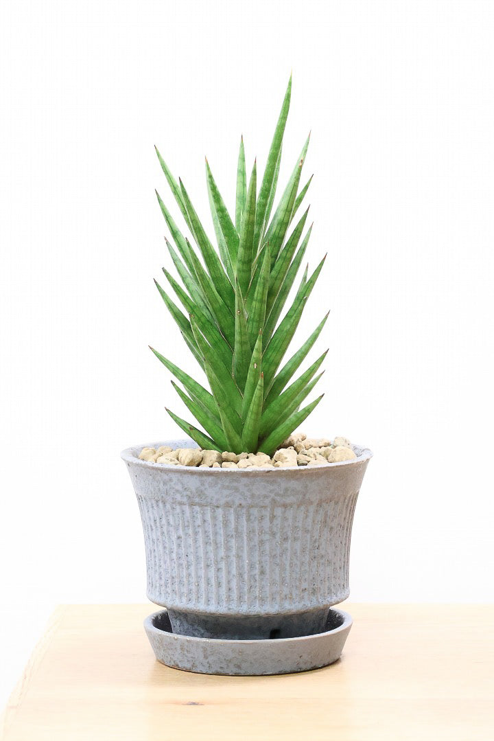 【サンスベリア フランシシー】仲良しの生産者さんからいい形のものを分けてもらいました!木製のPOTもGOOD!