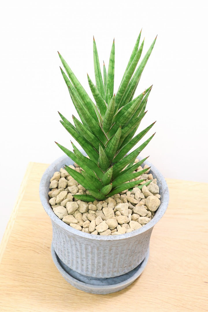【サンスベリア フランシシー】仲良しの生産者さんからいい形のものを分けてもらいました!木製のPOTもGOOD!