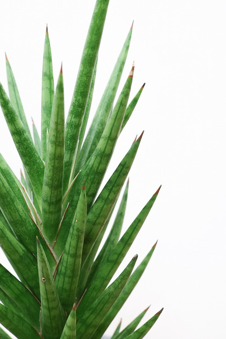 【サンスベリア フランシシー】仲良しの生産者さんからいい形のものを分けてもらいました!木製のPOTもGOOD!