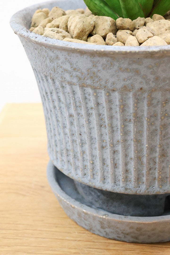 【サンスベリア フランシシー】仲良しの生産者さんからいい形のものを分けてもらいました!木製のPOTもGOOD!