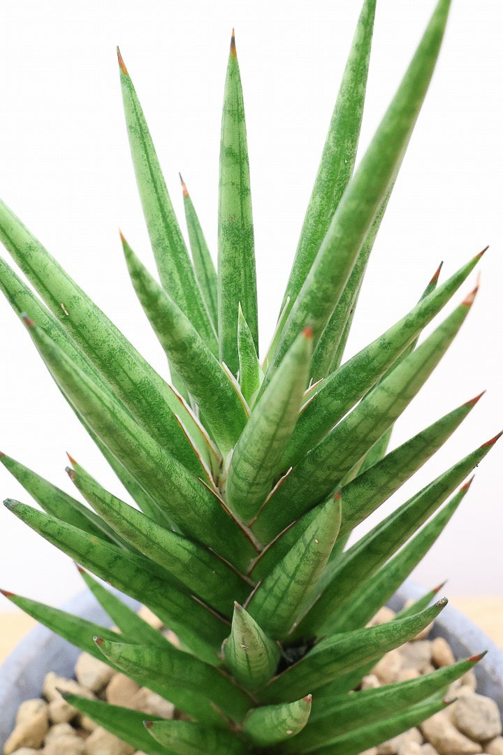 【サンスベリア フランシシー】仲良しの生産者さんからいい形のものを分けてもらいました!木製のPOTもGOOD!