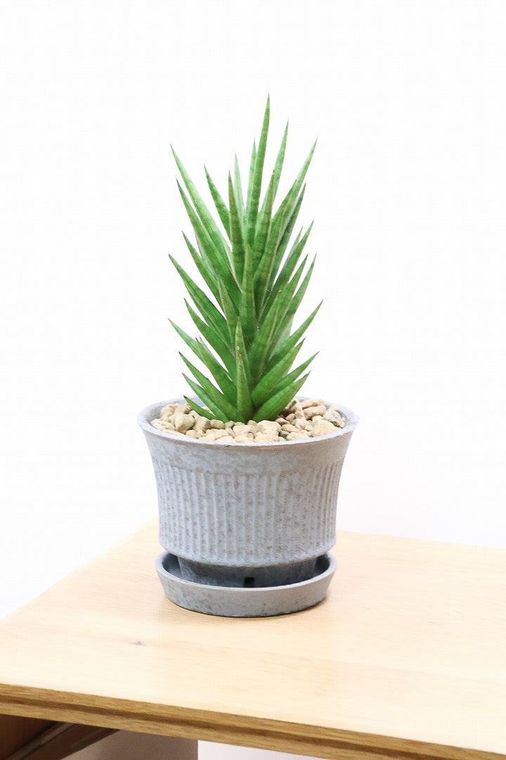 【サンスベリア フランシシー】仲良しの生産者さんからいい形のものを分けてもらいました!木製のPOTもGOOD!