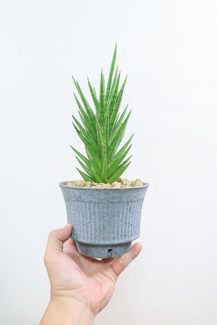 【サンスベリア フランシシー】仲良しの生産者さんからいい形のものを分けてもらいました!木製のPOTもGOOD!