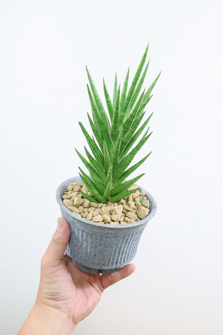 【サンスベリア フランシシー】仲良しの生産者さんからいい形のものを分けてもらいました!木製のPOTもGOOD!