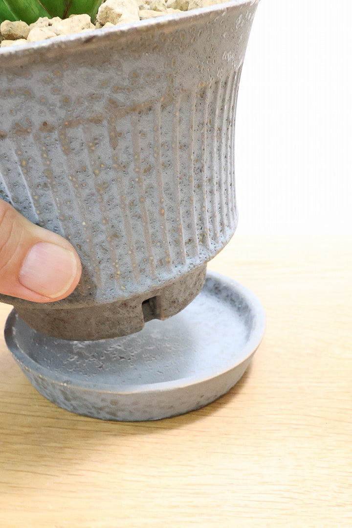 【サンスベリア フランシシー】仲良しの生産者さんからいい形のものを分けてもらいました!木製のPOTもGOOD!