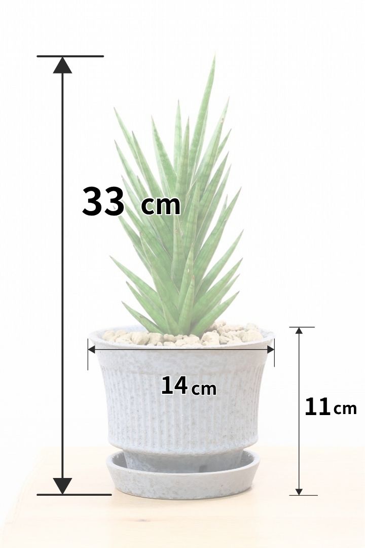 【サンスベリア フランシシー】仲良しの生産者さんからいい形のものを分けてもらいました!木製のPOTもGOOD!