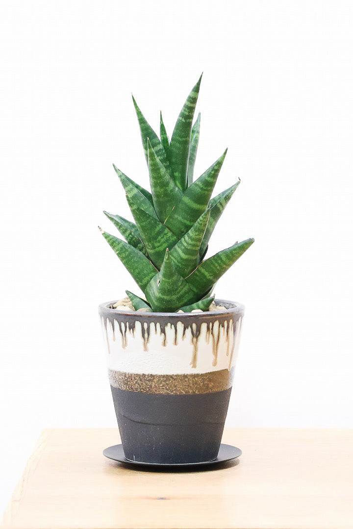 サンスベリア タイハイブリッドK60203| 観葉植物の通信販売