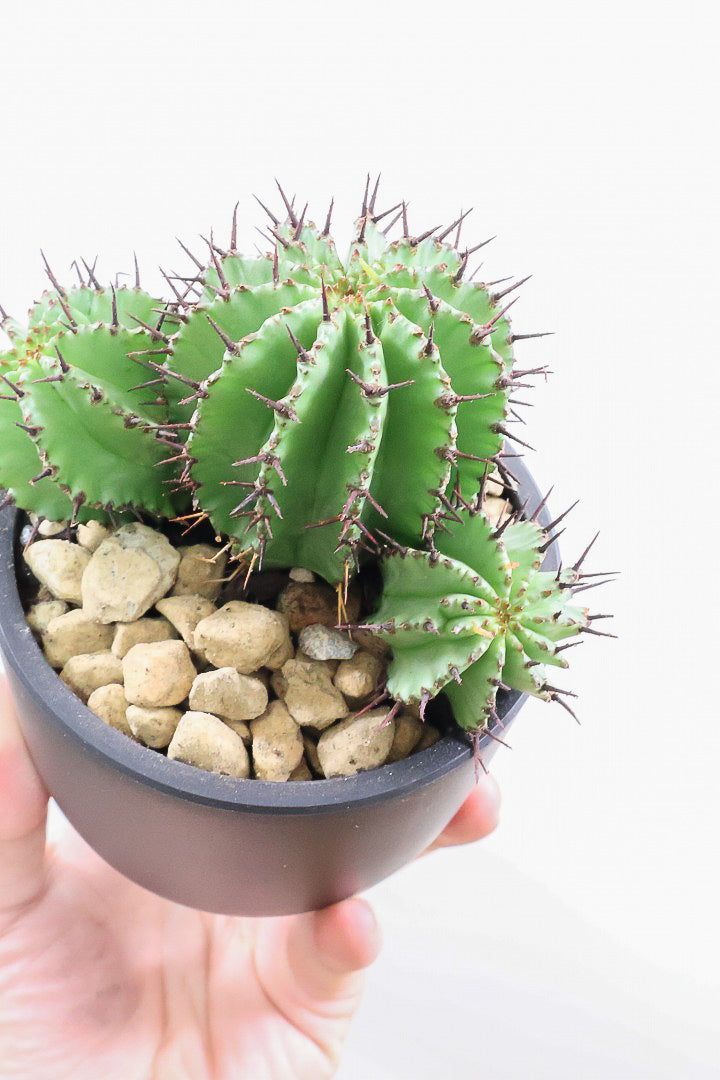 【ユーフォルビア ポリゴナ】群生した美しい樹形!かわいいフォルムなのでおすすめです!今回は軽量なプラスチック鉢での入荷です!