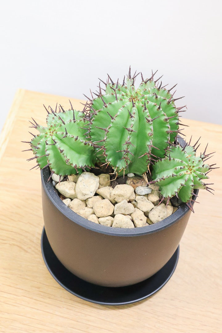 【ユーフォルビア ポリゴナ】群生した美しい樹形!かわいいフォルムなのでおすすめです!今回は軽量なプラスチック鉢での入荷です!