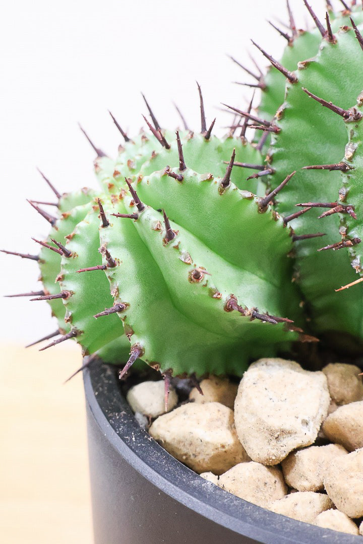 【ユーフォルビア ポリゴナ】群生した美しい樹形!かわいいフォルムなのでおすすめです!今回は軽量なプラスチック鉢での入荷です!