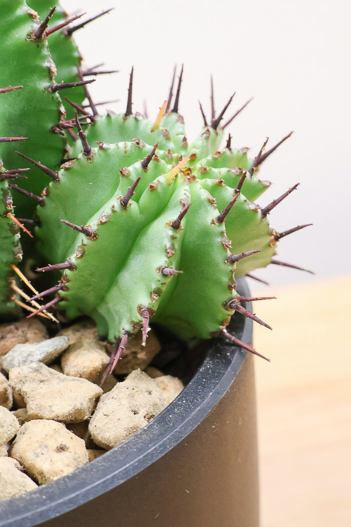 【ユーフォルビア ポリゴナ】群生した美しい樹形!かわいいフォルムなのでおすすめです!今回は軽量なプラスチック鉢での入荷です!